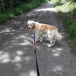 Ankommen Und Loswandern Familien Und Hundeurlaub Im Hochschwarzwald Haus Maria St. Blasien